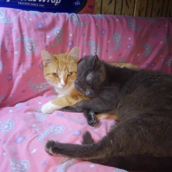 🙀CHEROKEE'S FERAL HAVEN🐕 - Picture 6 of 11